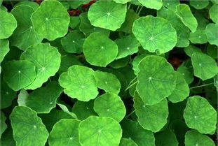 秦嵐直言“上鏡女星其實(shí)都不好看”，植物提取物揭示鏡頭下的審美扭曲